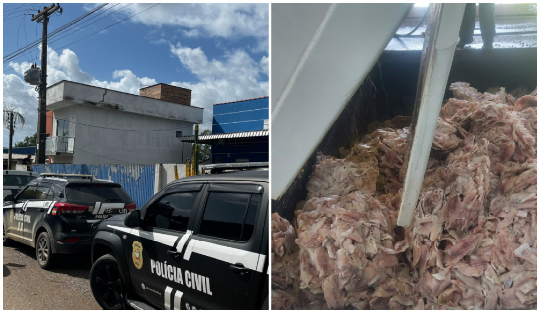 Fiscalização da CIDASC revela irregularidades na manipulação de pescados em Imaruí e Pescaria Brava