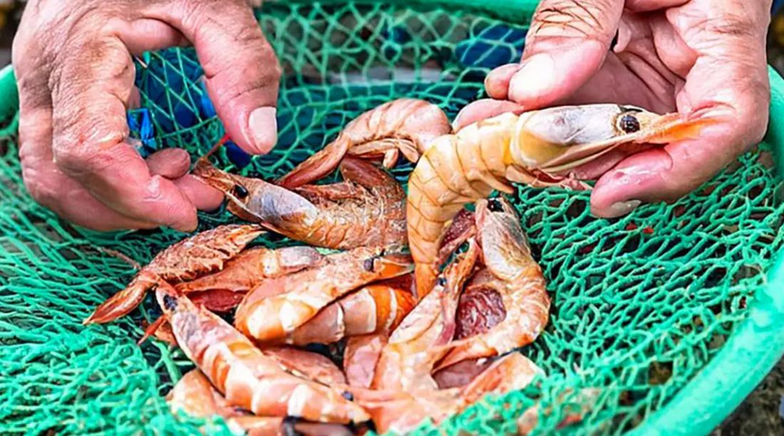 Período de defeso de cinco espécies de camarão começa neste domingo, 28