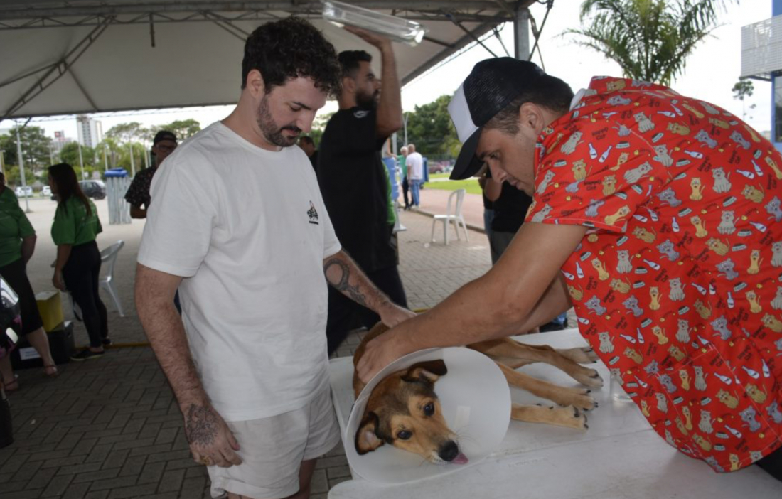 Mais de 600 cães e gatos foram castrados em mutirão deste final de semana em Tubarão