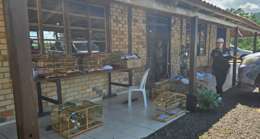 Nova operação contra torneio de pássaros tem correria e apreensão de 40 aves em Armazém