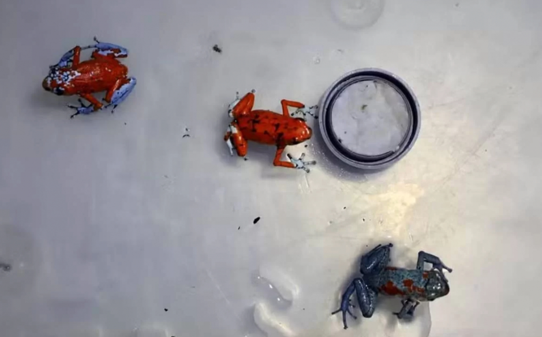 Brasileira é flagrada com 130 sapos venenosos no aeroporto da Colômbia