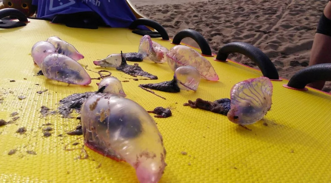 Amurel registra mais de 5 mil ocorrências de lesões por águas-vivas