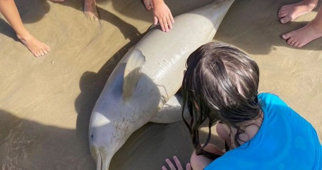 Toninha é encontrada morta na praia do Gi em Laguna