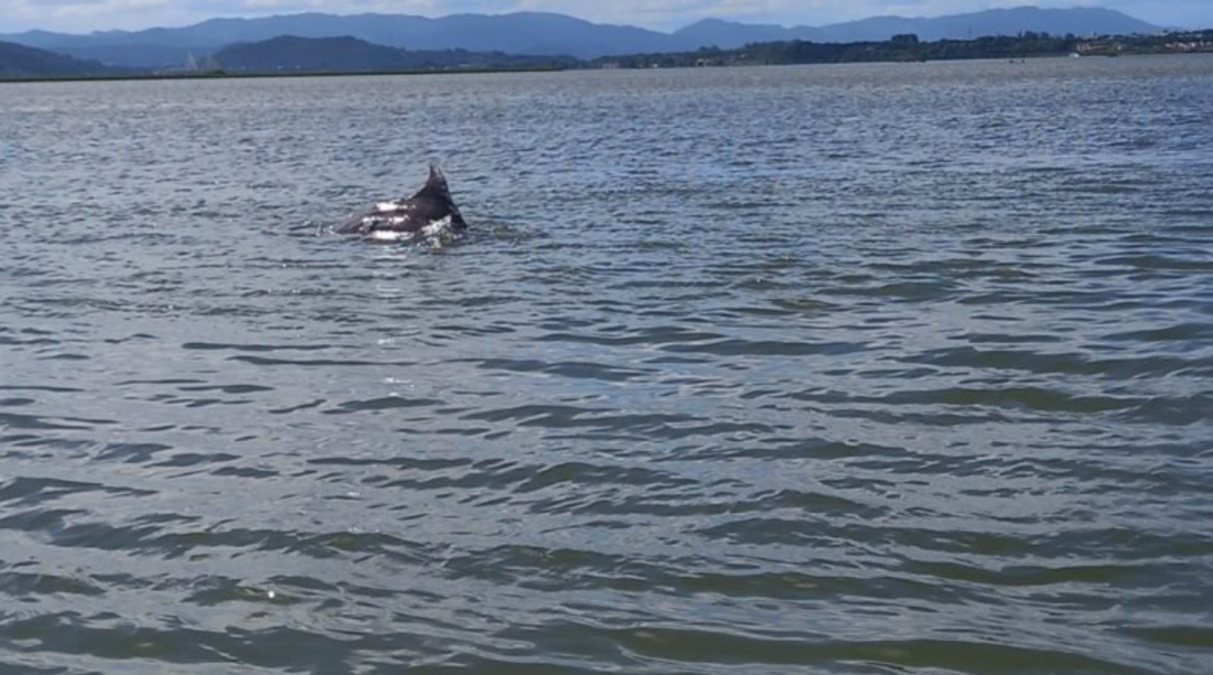 Laguna: Boto Pescador Scooby é visto livre da rede de pesca em que estava enrolado
