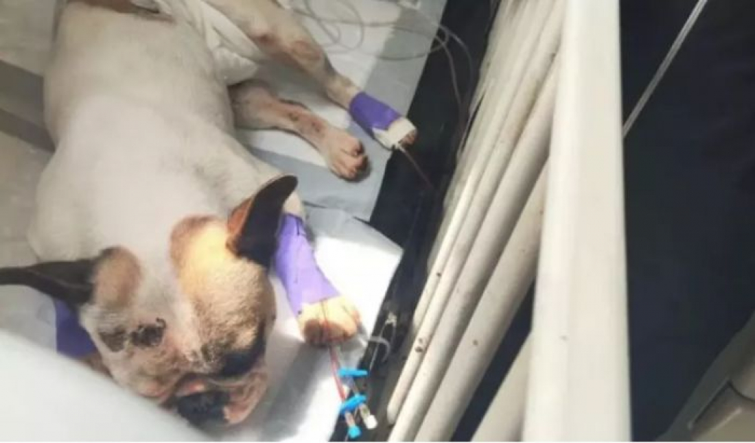 Em SC: casal de adestradores é indiciado por maus-tratos após cães morrerem de calor