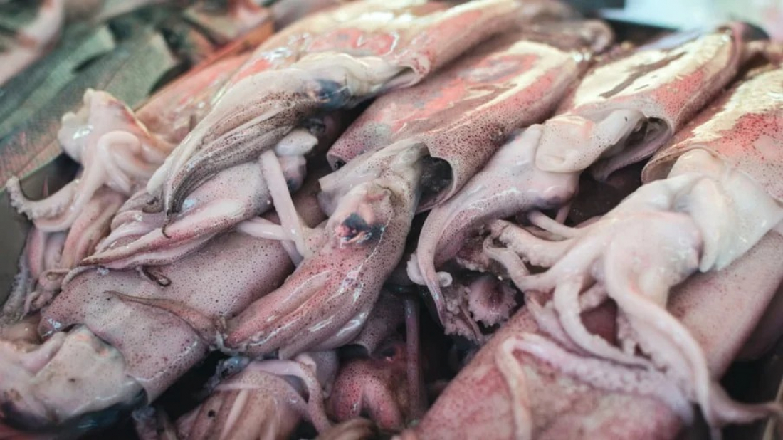 Santa Catarina libera pesca artesanal de lula