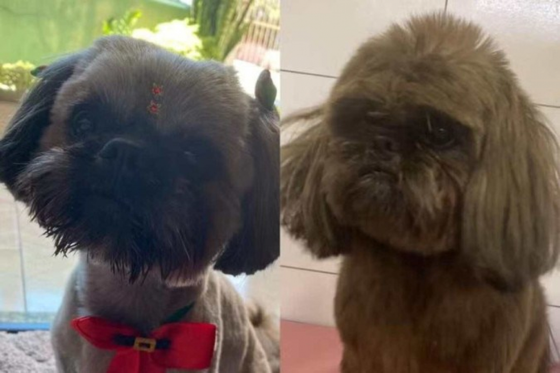 Em SC: cachorro tem pelos pintados com tinta de cabelo para esconder cor original após furto 