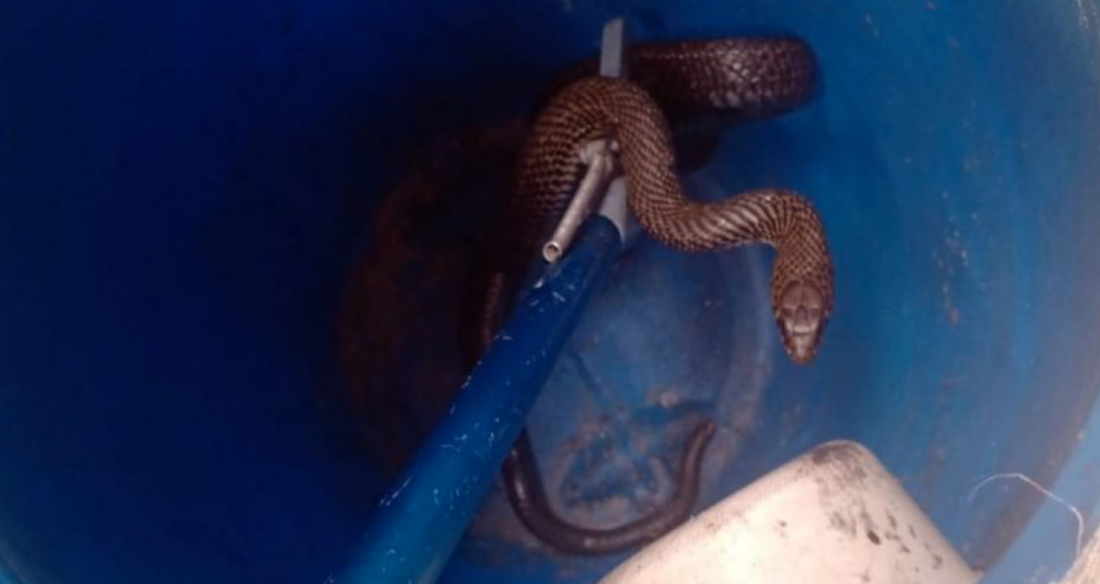 Cobra aparece em lavanderia de casa e assusta mãe e filho em Jaguaruna