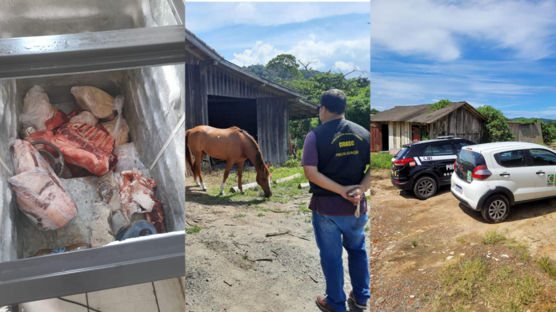 Carne imprópria para consumo é apreendida em abatedouros clandestinos em Garopaba