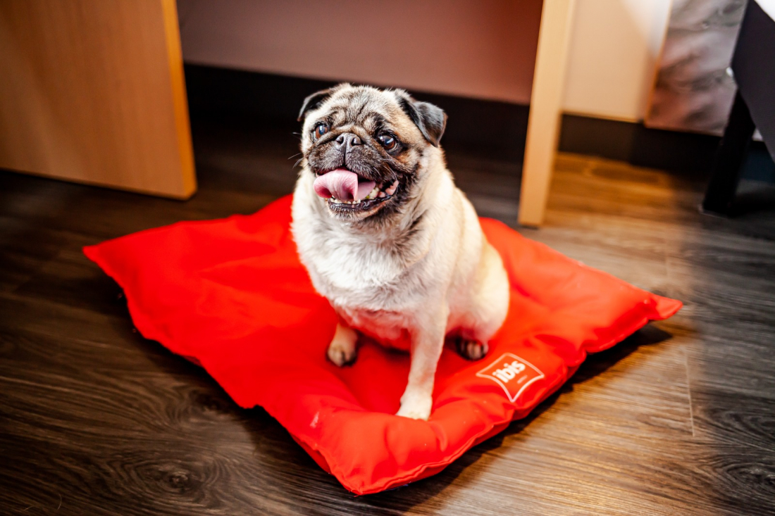 Hospedagens petfriendly e gestão operacional mais sustentável são tendências do turismo em 2024