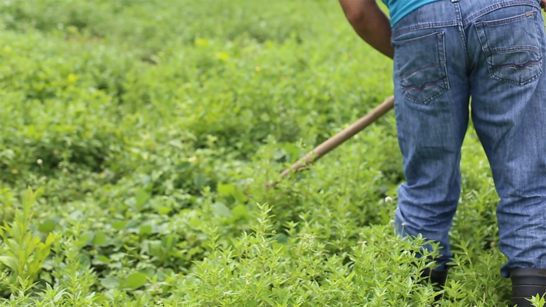 Homem contratado para capinar furta veículo de família em Gravatal
