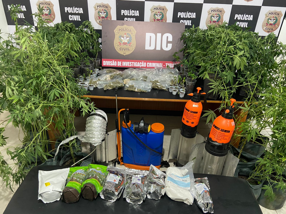 Polícia Civil estoura residência preparada para plantação de maconha em Tubarão e prende suspeito por tráfico