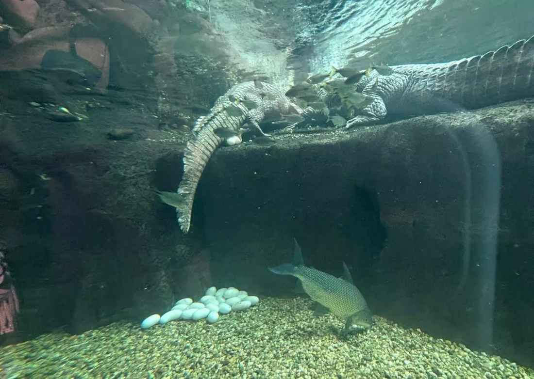 Jacaré fêmea surpreende ao colocar 39 ovos em aquário de SC