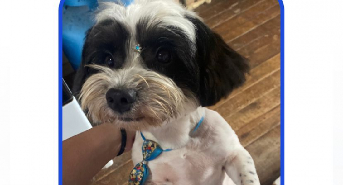 Jovem oferece recompensa para recuperar 'Bob', cãozinho que desapareceu no Bairro Andrino