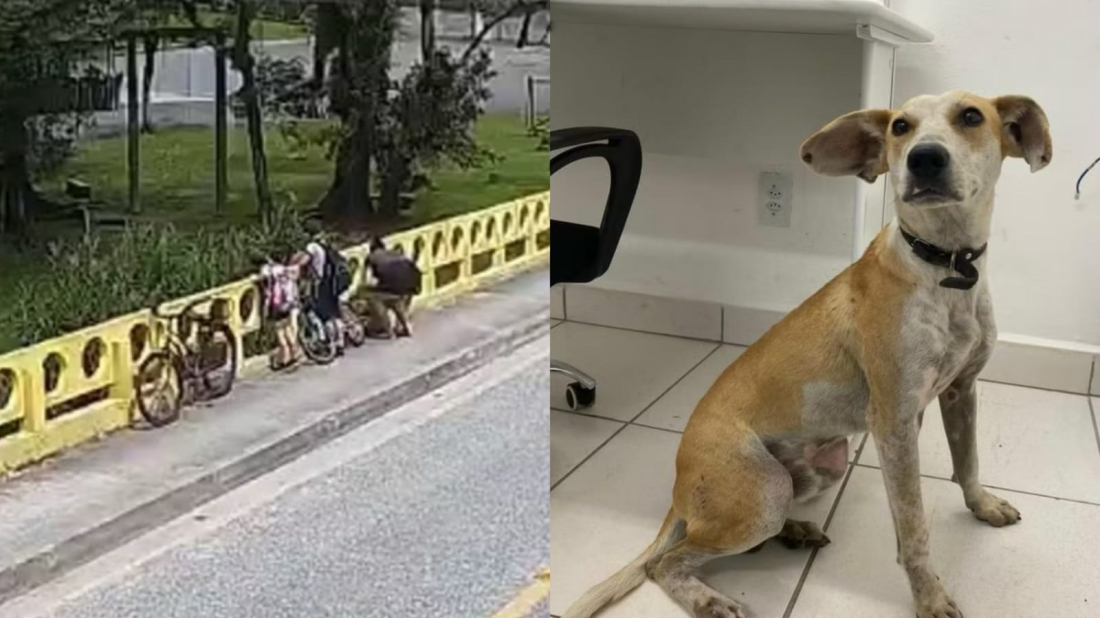 Cachorro jogado de ponte pela própria tutora caiu de aproximadamente 12 metros de altura, diz polícia