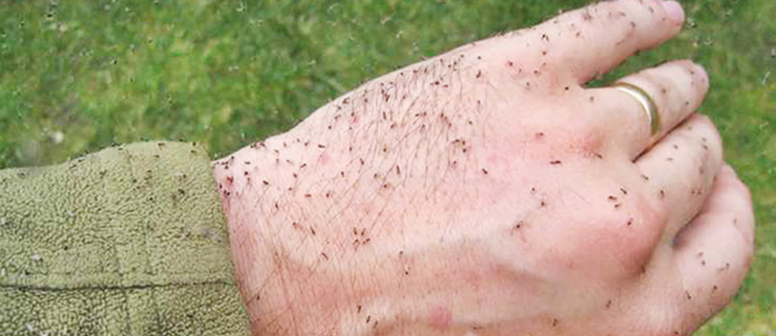 Conheça mais do mosquito Maruim, cuja picada causa coceira e edema local