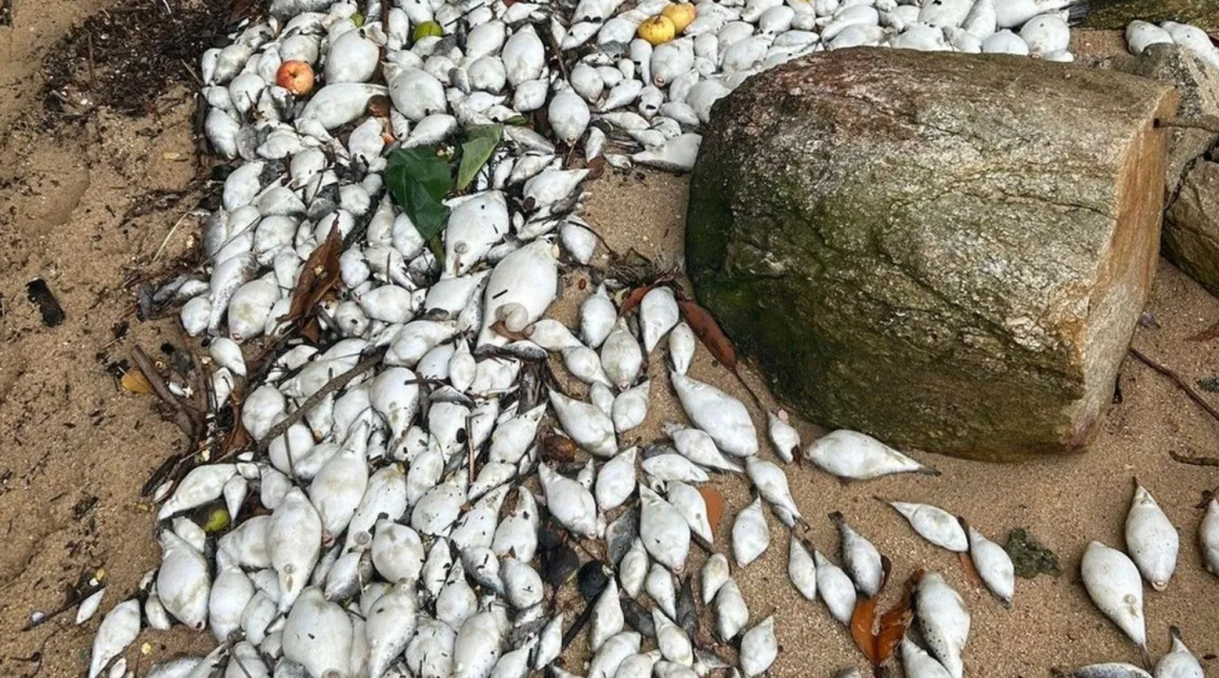 Governo de SC faz alerta sobre risco à saúde por contato com microalga marinha tóxica