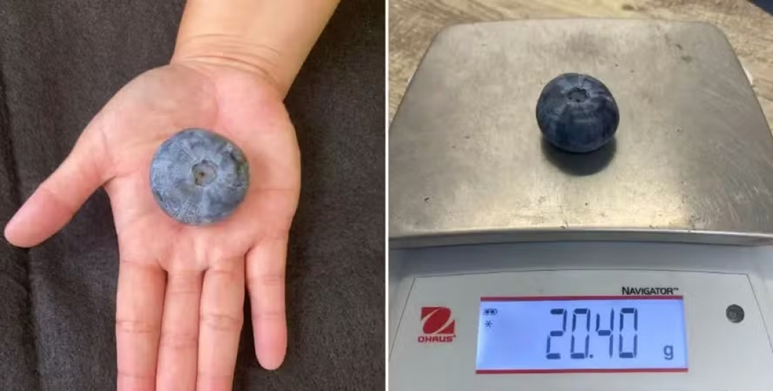 Um mirtilão: maior mirtilo do mundo é colhido em fazenda na Austrália