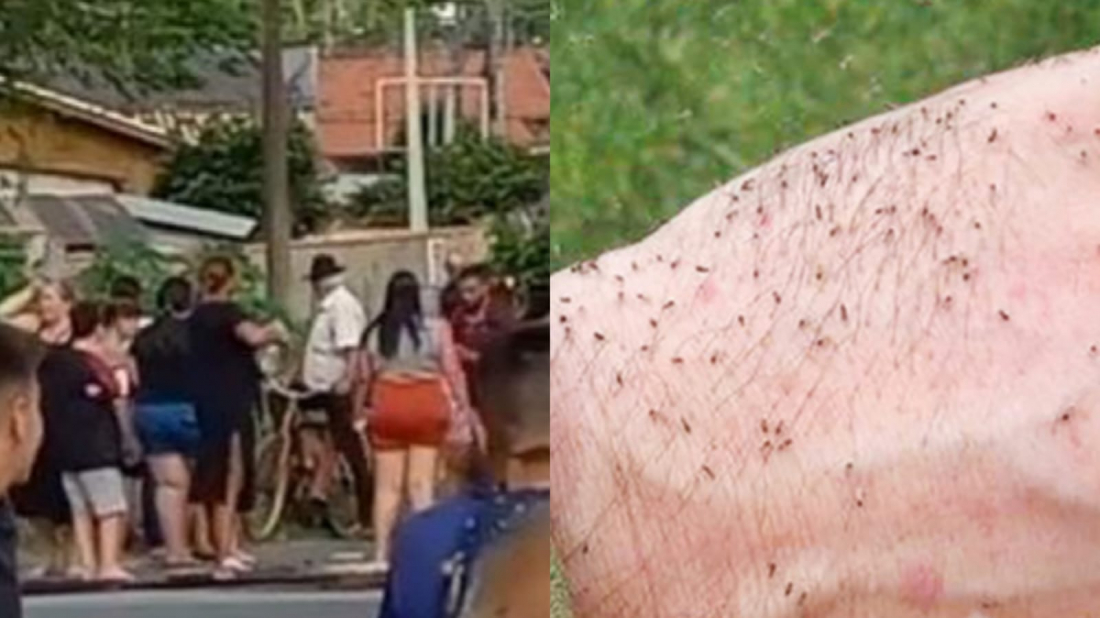 Prefeitura anuncia limpeza do Rio da Madre e de terrenos baldios no Campestre para evitar proliferação do 'maruim'