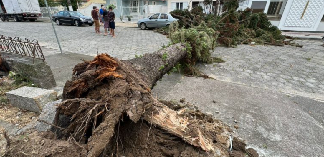 Vento forte causa queda de árvore de grande porte no bairro Morrotes, em Tubarão