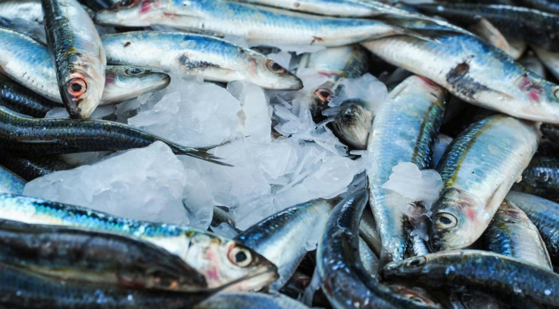 Cidade de SC vai entregar gratuitamente 5 toneladas de sardinha para população