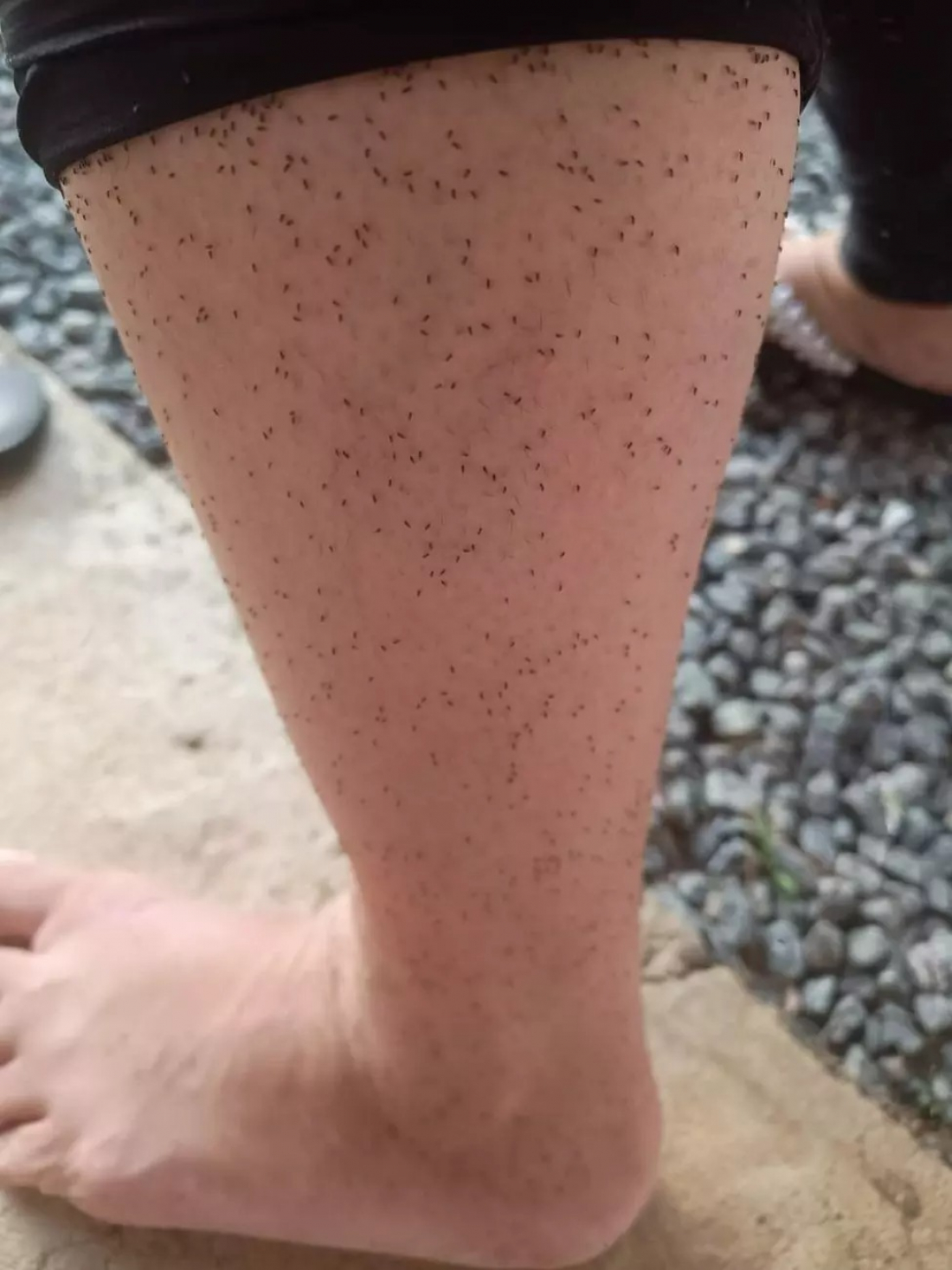 Infestação de maruim leva cidade do Vale do Itajaí a decretar situação de emergência