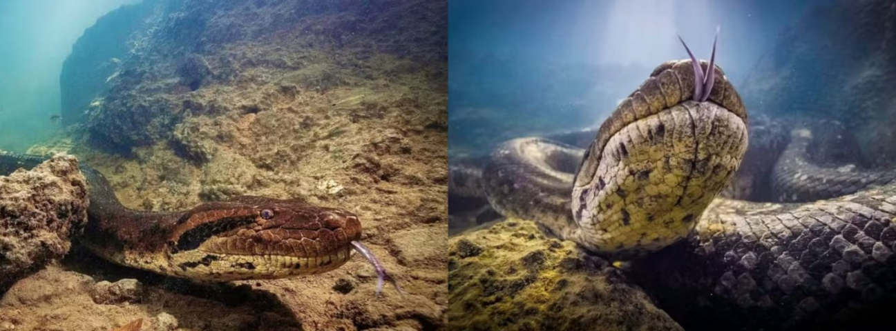 O que se sabe e o que falta esclarecer sobre a morte da sucuri Ana Julia, em MS