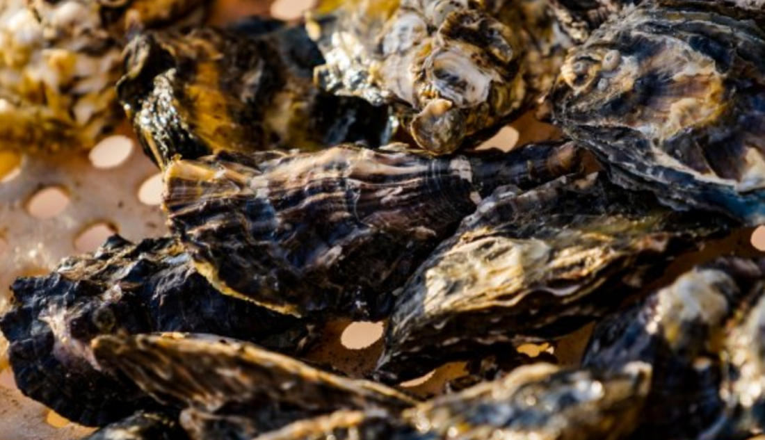 Cidades de SC terão que suspender cultivo de moluscos por substância tóxica