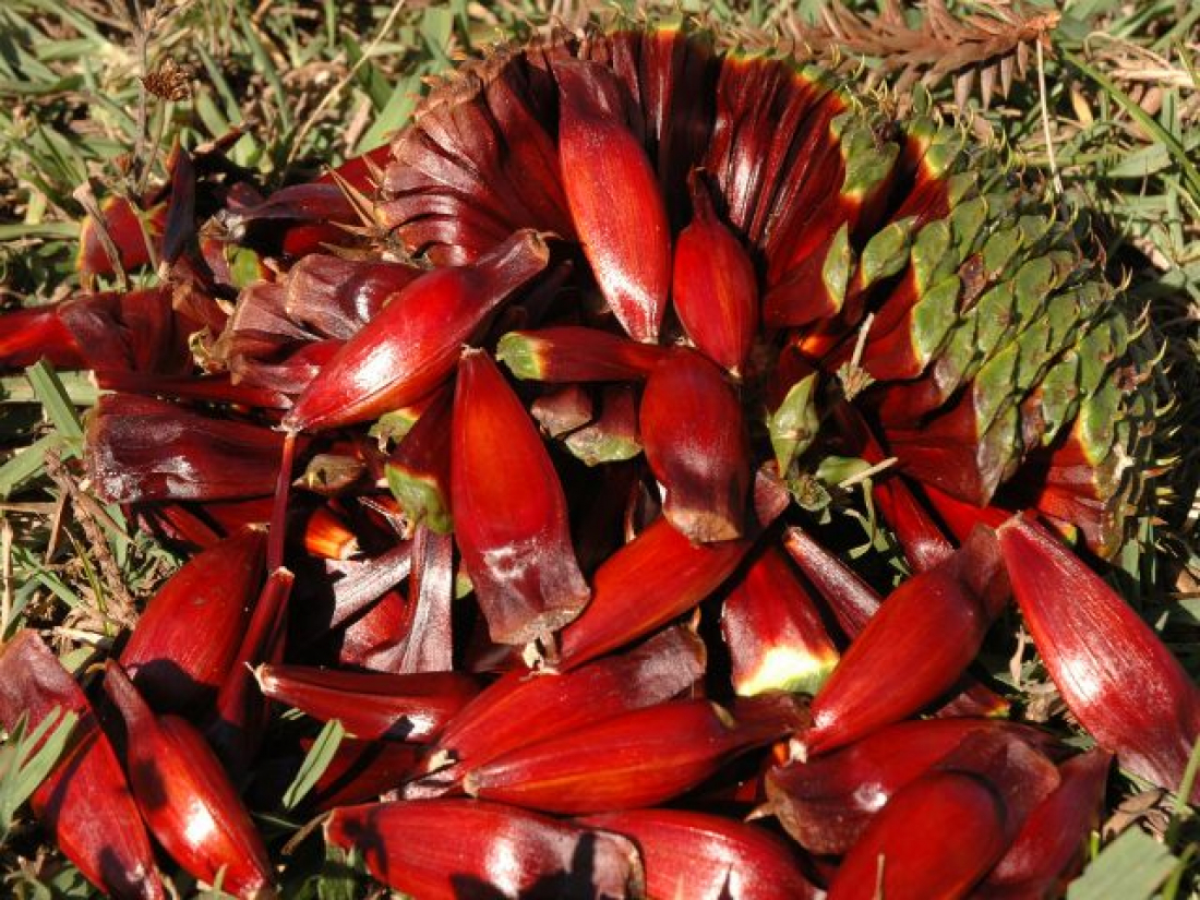 Santa Catarina espera colher 5,7 mil toneladas de pinhão em 2024