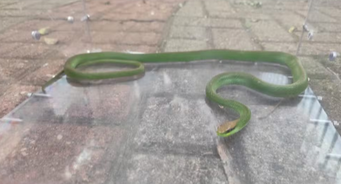 Em SC: Cobra peçonhenta é encontrada dentro de ônibus escolar momentos antes da entrada de alunos