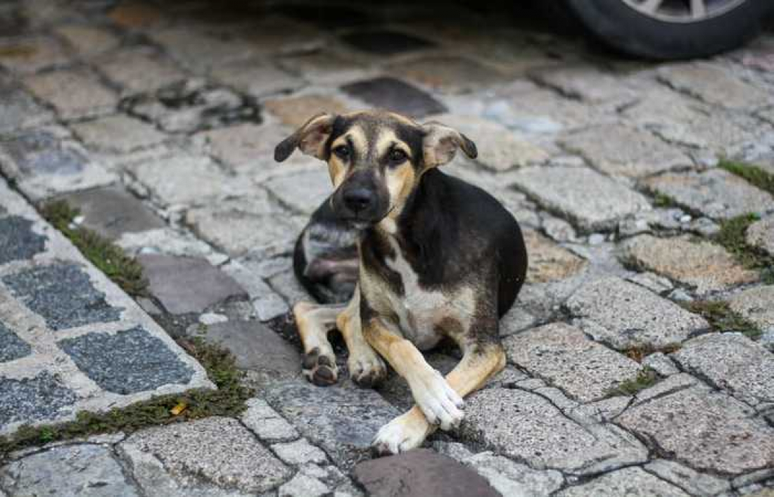 Dia Mundial dos Animais de Rua: Tubarão estima ter cerca de 7 mil cães nas ruas