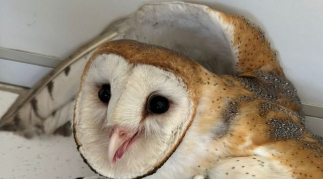 Imbituba: coruja-da-igreja é resgatada em galpão e solta nesta quinta (4)