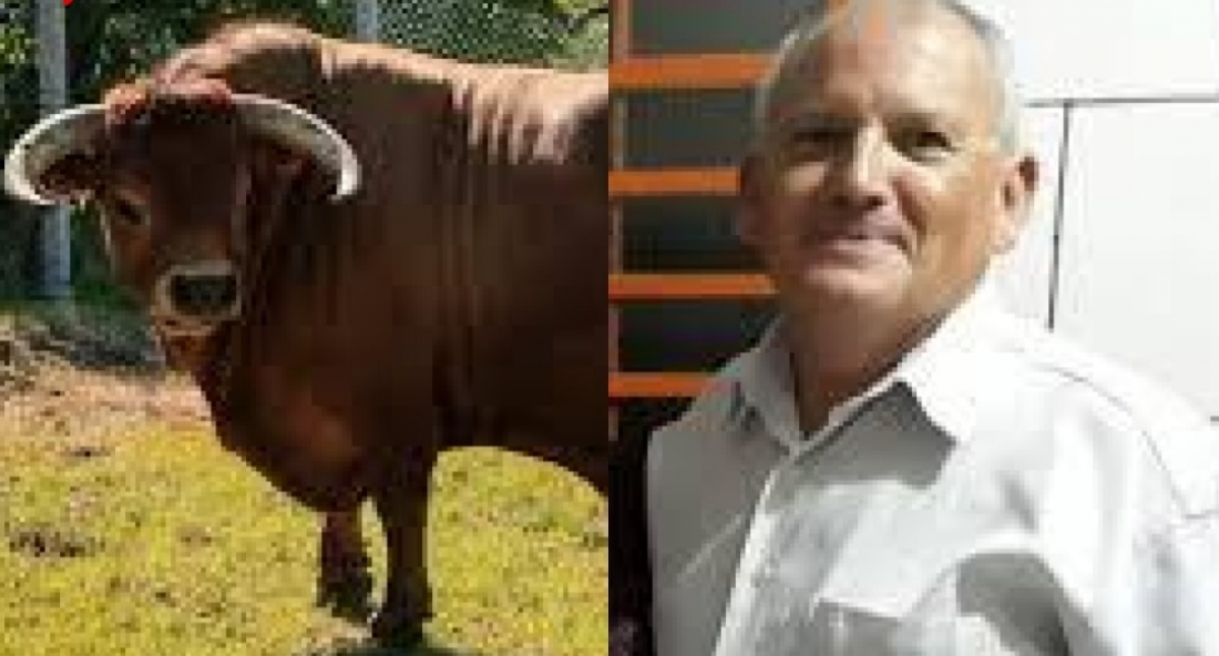 Em SC: ataque de touro mata homem e deixa mulher ferida