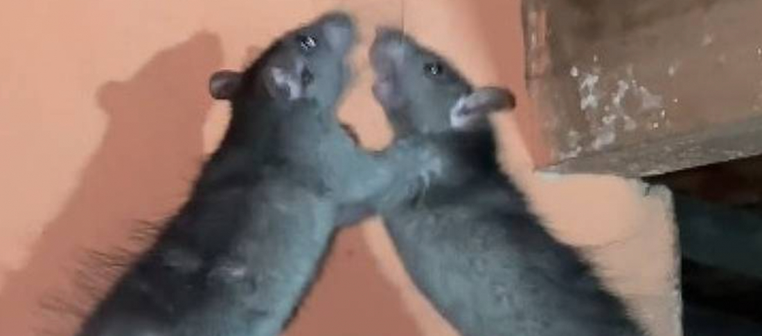 (Vídeo) Homem flagra briga de ratazanas em cima do armário da cozinha