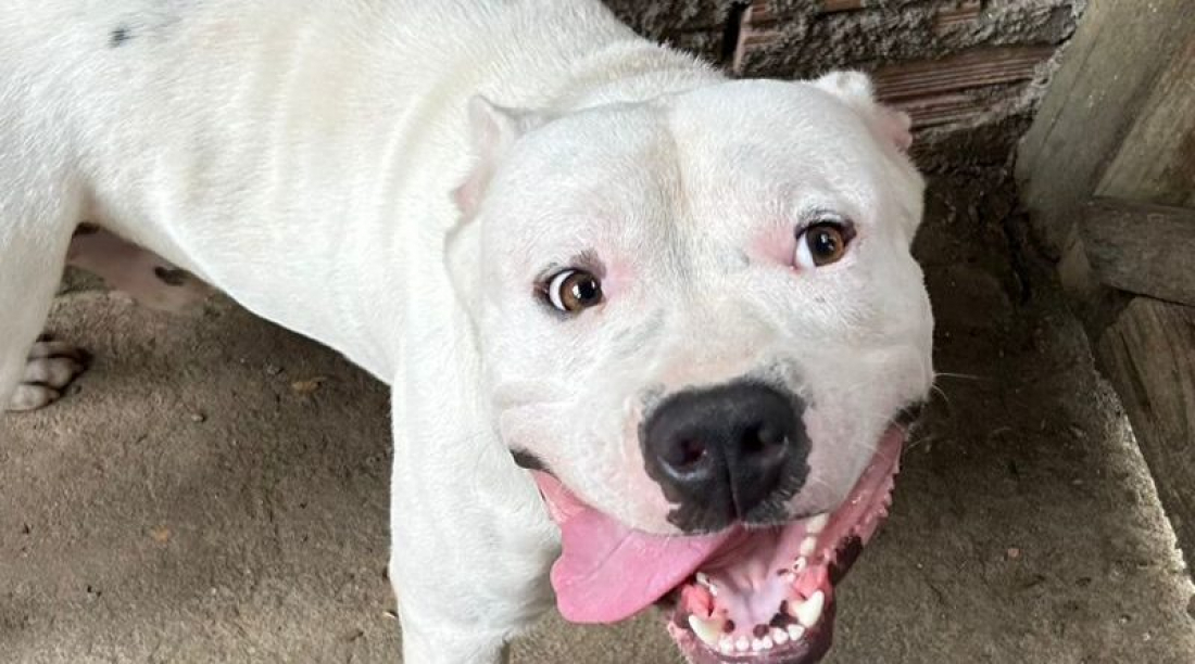 Laguna obriga dispositivos de segurança em Pitbulls e proíbe criação e venda de cães da raça 