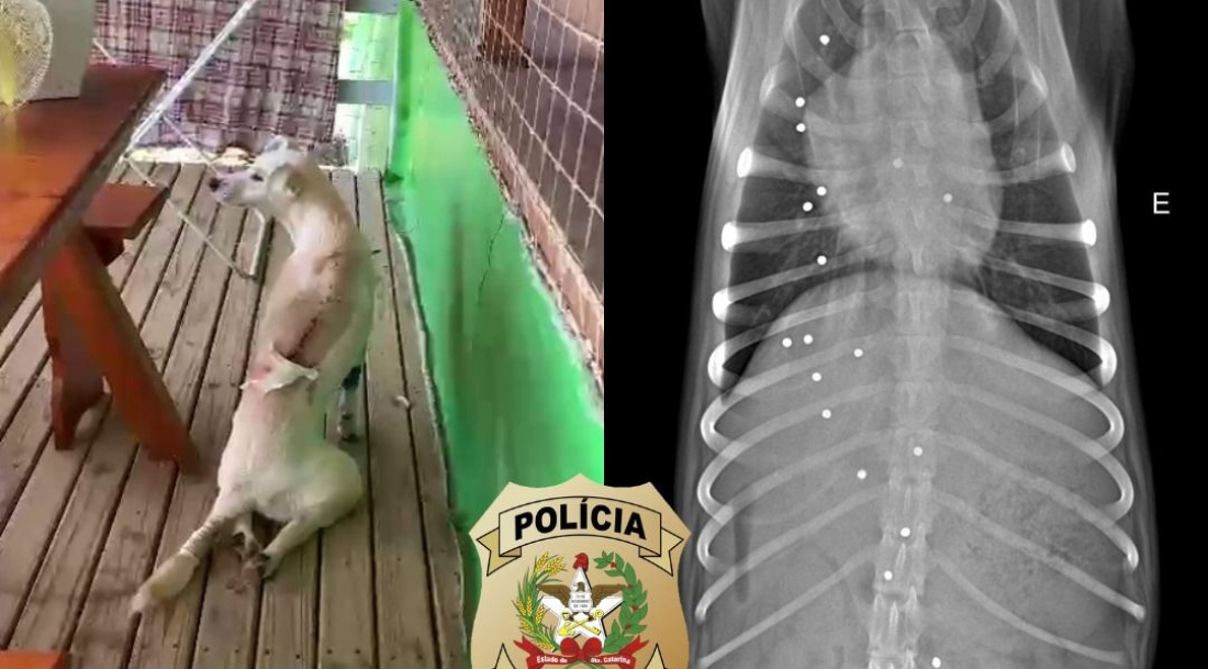Suspeito de atirar 18 vezes no cachorro de seu vizinho é preso em Gravatal