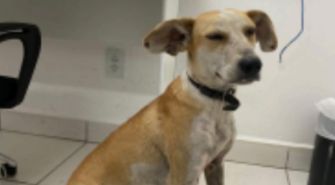 Mulher que jogou cachorro de parapeito de ponte é denunciada por maus-tratos pelo MPSC