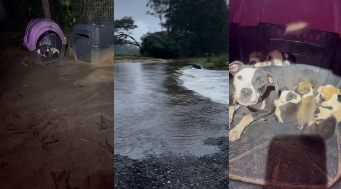 Risco de alagamento em sítio com 400 cães em SC desespera dono e mobiliza voluntários