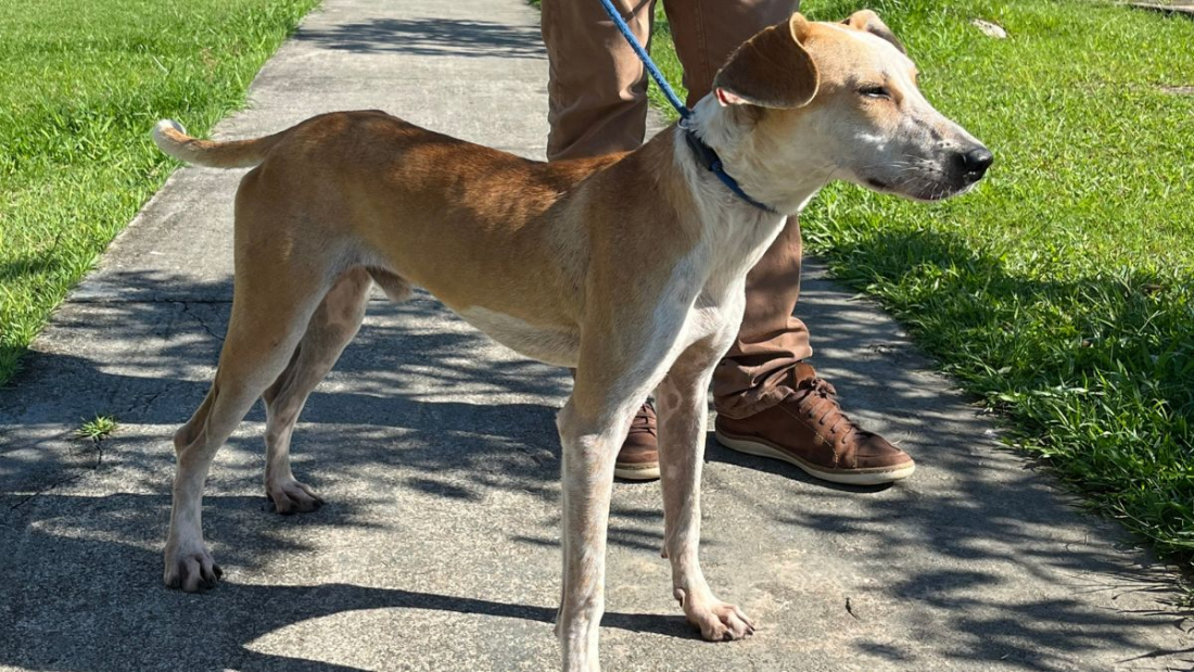 Em SC: mulher que atirou cachorro de ponte é denunciada pelo Ministério Público