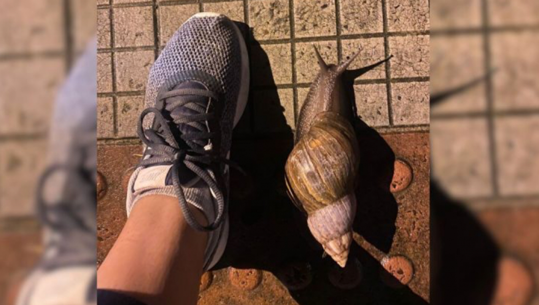 Caramujo-africano do tamanho de um pé aparece no Centro de Criciúma e biólogo faz alerta