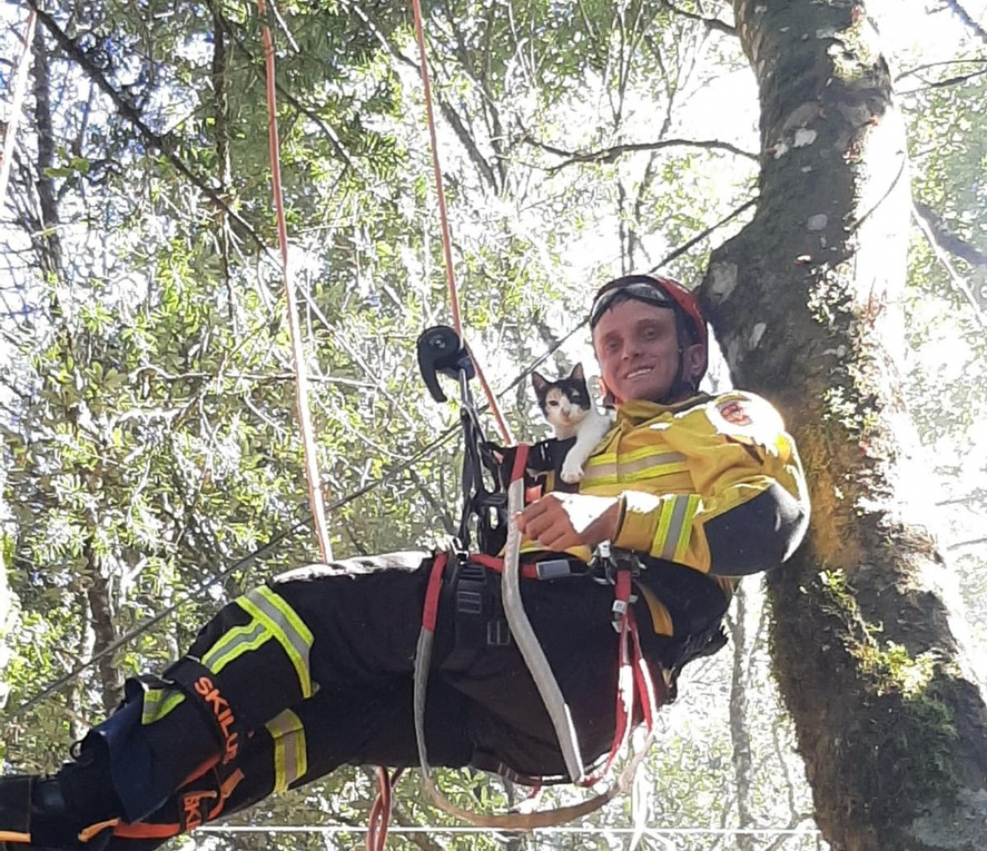 Gato preso em árvore de 15 metros é resgatado de rapel em SC