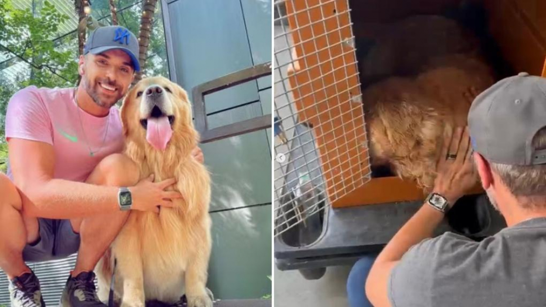 Brasil: cachorro morre após ser transportado pela Gol para o estado errado