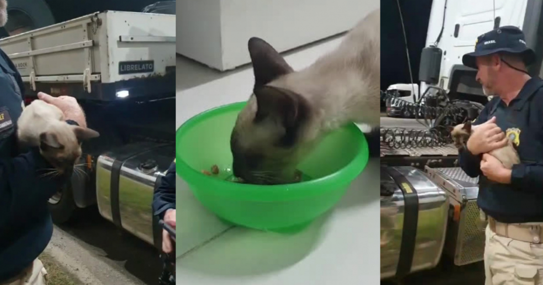 Em SC: Gatinha é resgatada após viajar mais de 100 quilômetros em eixo de carreta