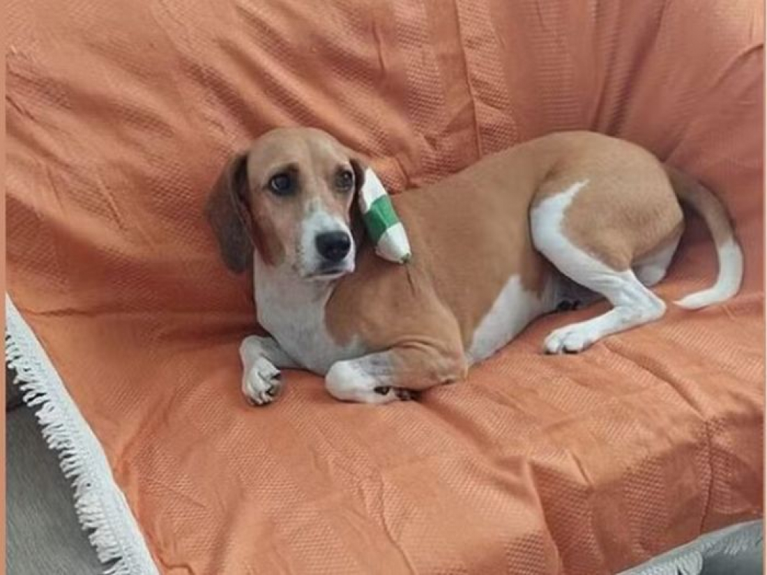 Em SC: Pitbull arranca orelha de Beagle após fugir de casa