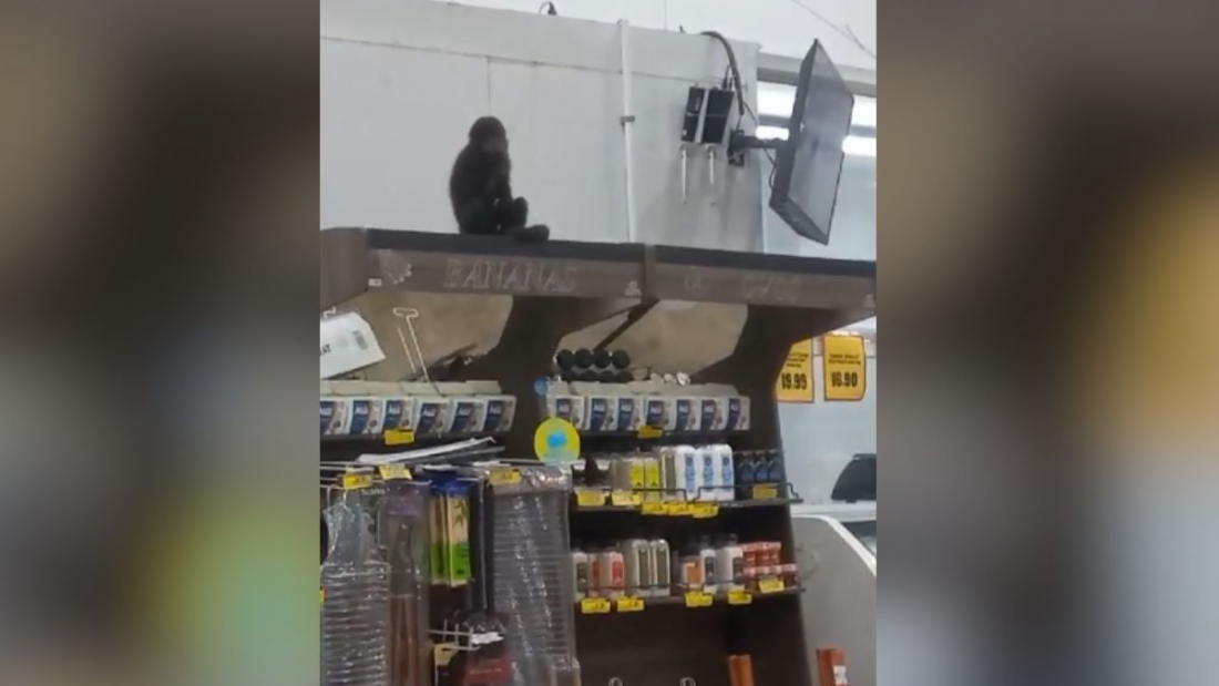 Em SC: macaco é resgatado após invadir mercado, comer pinhão e beber cerveja