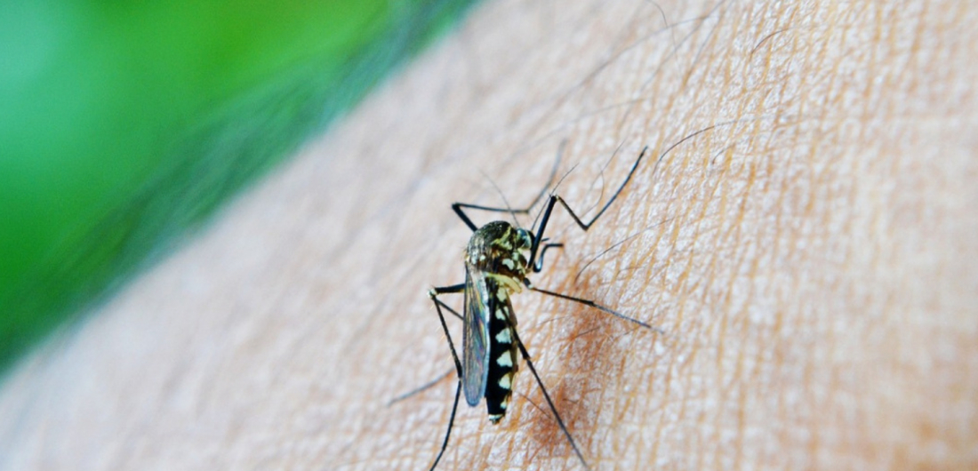 Com 121 mortes, dengue em 2024 já matou mais do que em todo o ano de 2023 em SC