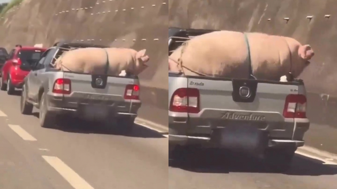 No Brasil: vídeo flagra porco e cabrito amarrados em traseira de caminhonete