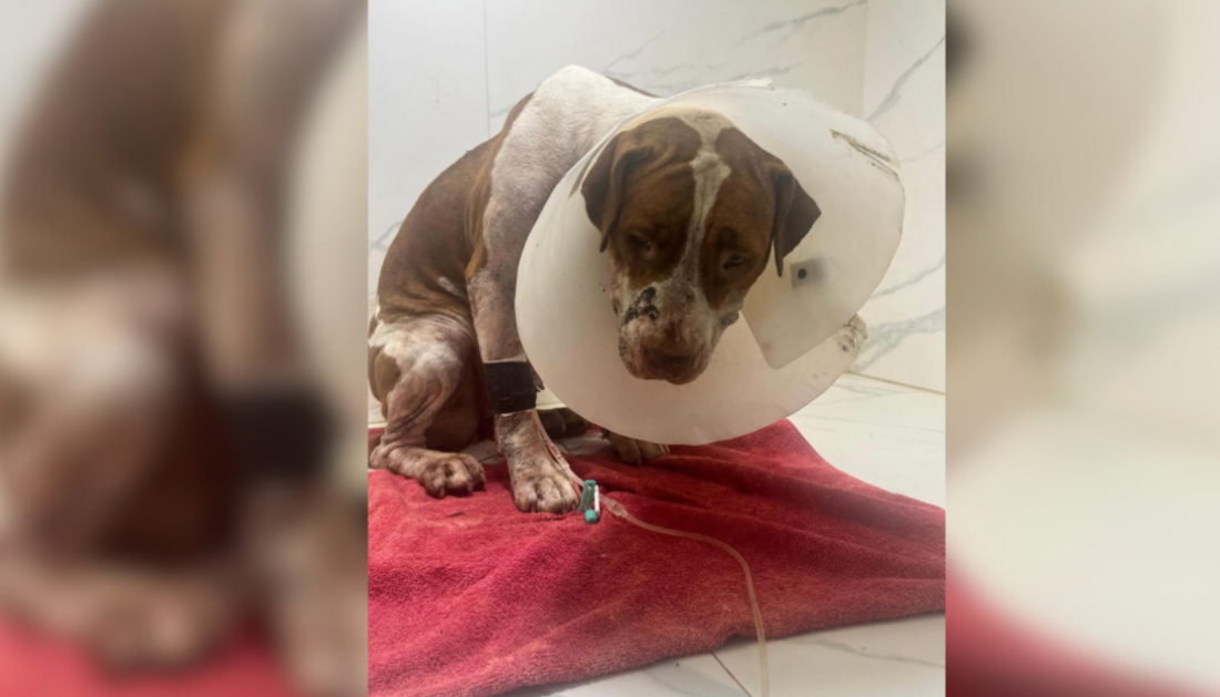Pitbull que atacou homem em SC é resgatada em estado grave após ser baleada