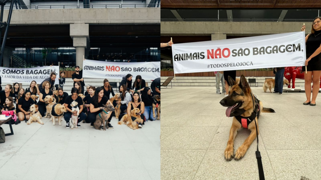 'Pet influencer' de Laguna, pastora alemã Zoe participa de manifestação contra morte do cão Joca