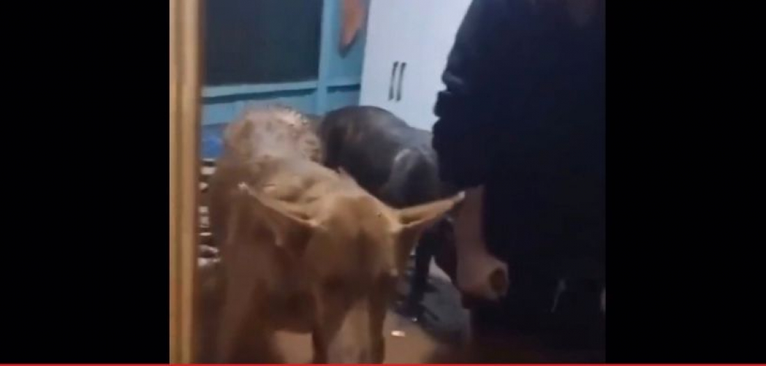 (Vídeo) Mulher, crianças e cachorros ficam ilhados em casa alagada no RS; eles já foram resgatados